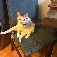 Stella joined the competition — help win amazing prizes! cat, calico, chair, indoor, furniture, pet, curious, domestic_animal, wood_floor, relaxed, looking, sitting, one_leg_up, home, cozy, feline, animal, collar, table, texture