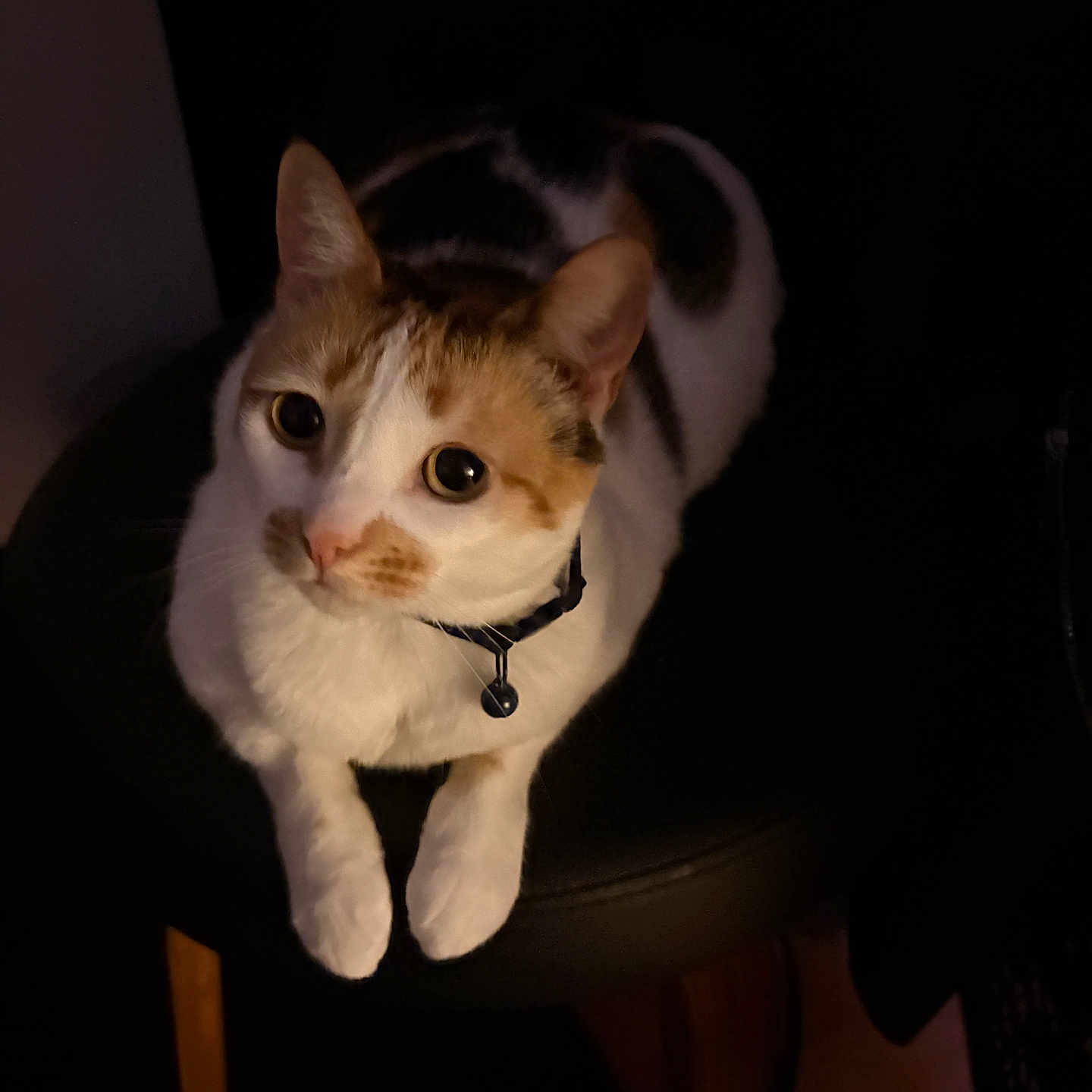 Stella