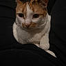 cat, calico_cat, pet, animal, lap, white_fur, orange_fur, ears, whiskers, closeup, indoor, person, black_clothing, resting, fur, cute, domestic_animal, mammal, animal_face, relaxing