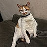 cat, calico, pet, indoor, feline, sitting, sofa, couch, fur, whiskers, collar, domestic_animal, relaxed, looking_at_camera, cute, animal, home, wall, resting, portrait
