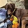 dog, chocolate_brown, plush_toy, duck_toy, blanket, couch, indoor, pet, relaxing, cozy, fur, animal, collar, toy, comfort, resting, home, paw, cute, snuggle