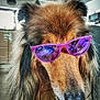 Tommy participe au concours pour gagner de l'argent avec cette photo : dog, sunglasses, purple, indoor, pet, animal, long_fur, black_nose, close_up, face, cool, modern_kitchen, tongue, portrait, canine, house, furniture, window, reflection, domestic