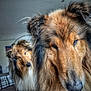 Tommy a rejoint le concours — aidez-le/la à gagner de superbes lots ! dog, collie, pet, animal, fur, face, close_up, indoor, canine, mammal, portrait, looking_at_camera, two_dogs, domestic_animal, companion, furry, house, friendly, cute, animal_portrait