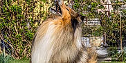 Tommy participe au concours pour gagner de l'argent avec cette photo : dog, collie, soccer_ball, grass, outdoor, pet, animal, jumping, fur, garden, play, summer, greenery, house, leisure, active, canine, backyard, daytime, nature
