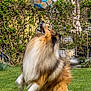 dog, collie, soccer_ball, grass, outdoor, pet, animal, jumping, fur, garden, play, summer, greenery, house, leisure, active, canine, backyard, daytime, nature