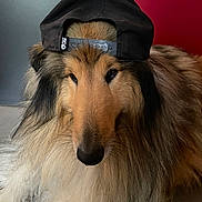 Tommy participe au concours pour gagner de l'argent avec cette photo : dog, collie, long_hair, hat, cap, pet, animal, portrait, indoor, brown, black, fur, cute, face, canine, laying_down, fluffy, closeup, adorable, fashion