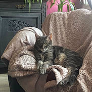 Cocoon a rejoint le concours — aidez-le/la à gagner de superbes lots ! armchair, blanket, cat, comfortable, cozy, domestic_cat, fur, furniture, houseplant, indoor, living_room, natural_light, pet, plant, relaxed, resting, tabby_cat, texture, window, wood_floor