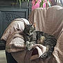 armchair, blanket, cat, comfortable, cozy, domestic_cat, fur, furniture, houseplant, indoor, living_room, natural_light, pet, plant, relaxed, resting, tabby_cat, texture, window, wood_floor