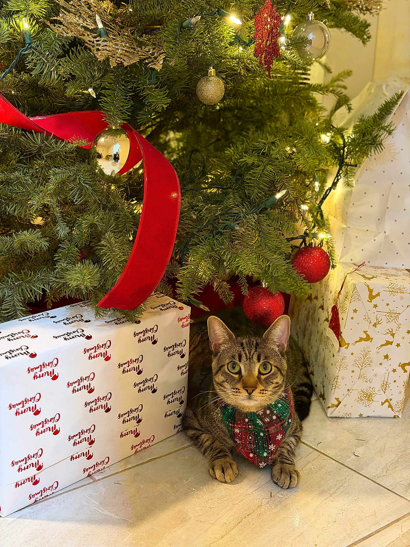Pedro is registered to the contest to win money with this photo: cat, tabby_cat, christmas_tree, ornament, bauble, red_ribbon, gift_wrap, present, holiday_lights, festive, tiled_floor, paws, greenery, indoor, pet, sweater, curious, portrait, decoration, sparkle