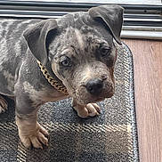 Kai joined the competition — help win amazing prizes! animal, canine, chain, closeup, collar, cute, dog, doorway, ears, floor, gray_coat, indoor, looking_up, marbled, paws, pet, puppy, rug, wood_floor, young