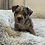 Kai joined the competition — help win amazing prizes! animal, blanket, cozy, cute, dog, domestic, ears, eyes, face, fluffy, fur, indoor, pet, portrait, puppy, resting, small, snout, soft, young