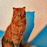 Smoothy participe au concours pour gagner de l'argent avec cette photo : cat, orange_cat, fluffy, sitting, shadow, wall, texture, feline, pet, indoor, portrait, animal, fur, whiskers, tail, relaxed, morning_light, cute, domestic_cat, eyes