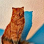 cat, orange_cat, fluffy, sitting, shadow, wall, texture, feline, pet, indoor, portrait, animal, fur, whiskers, tail, relaxed, morning_light, cute, domestic_cat, eyes