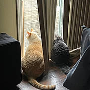 Remi is registered to the contest to win money with this photo: cat, cats, orange_cat, grey_cat, tail, sitting, looking_out, window, curtains, sliding_door, deck, wood_floor, indoor, pet, furniture, sunlight, fur, back_view, pair, cozy