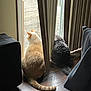 cat, cats, orange_cat, grey_cat, tail, sitting, looking_out, window, curtains, sliding_door, deck, wood_floor, indoor, pet, furniture, sunlight, fur, back_view, pair, cozy