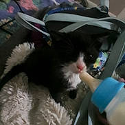 Miracle joined the competition — help win amazing prizes! kitten, black_and_white, baby_bottle, feeding, blanket, fur, indoor, pet, animal, cute, close_up, soft_texture, young, domestic, resting, small, mammal, whiskers, pink_nose, comfort