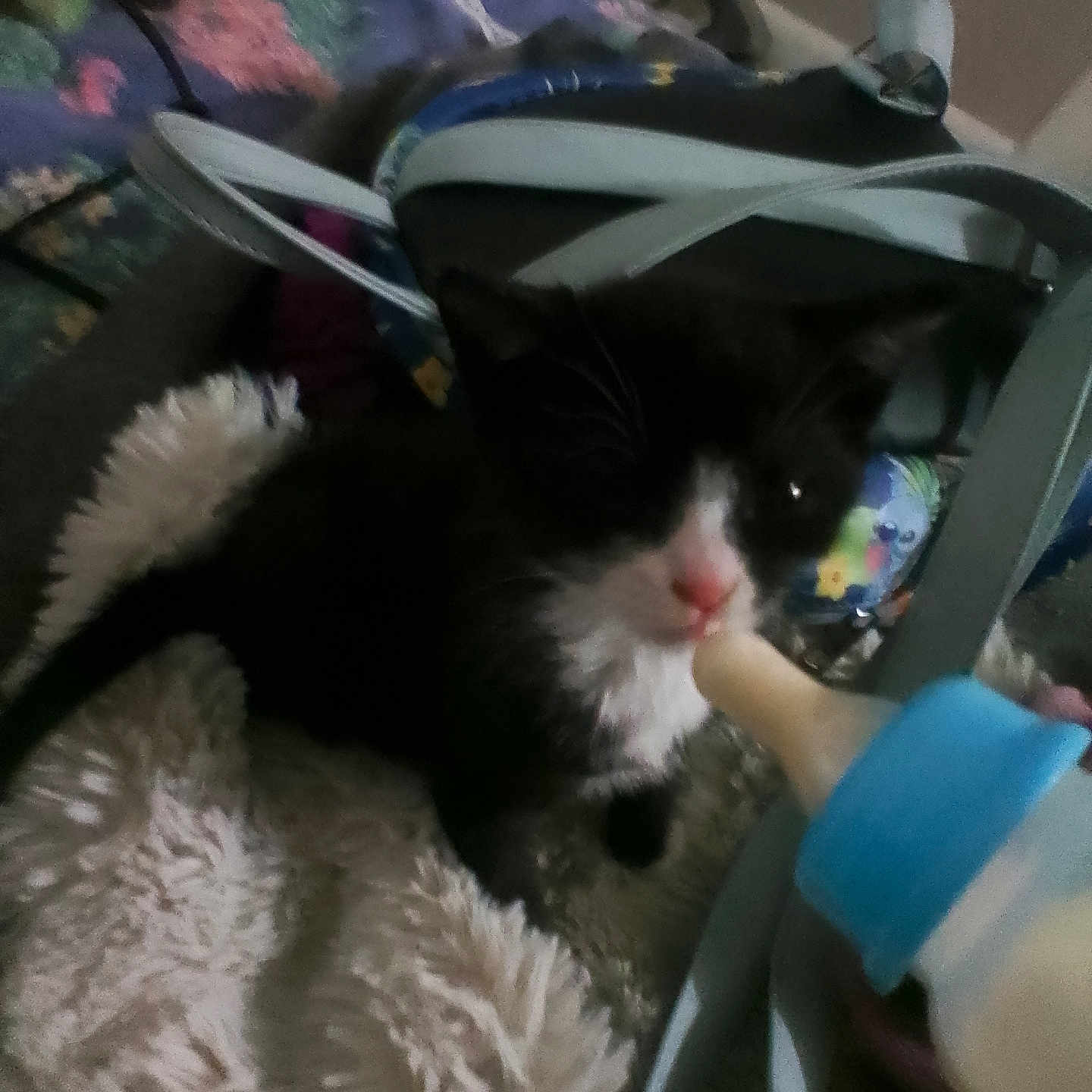 Miracle joined the competition — help win amazing prizes! animal, baby_bottle, black_and_white, blanket, close_up, comfort, cute, domestic, feeding, fur, indoor, kitten, mammal, pet, pink_nose, resting, small, soft_texture, whiskers, young