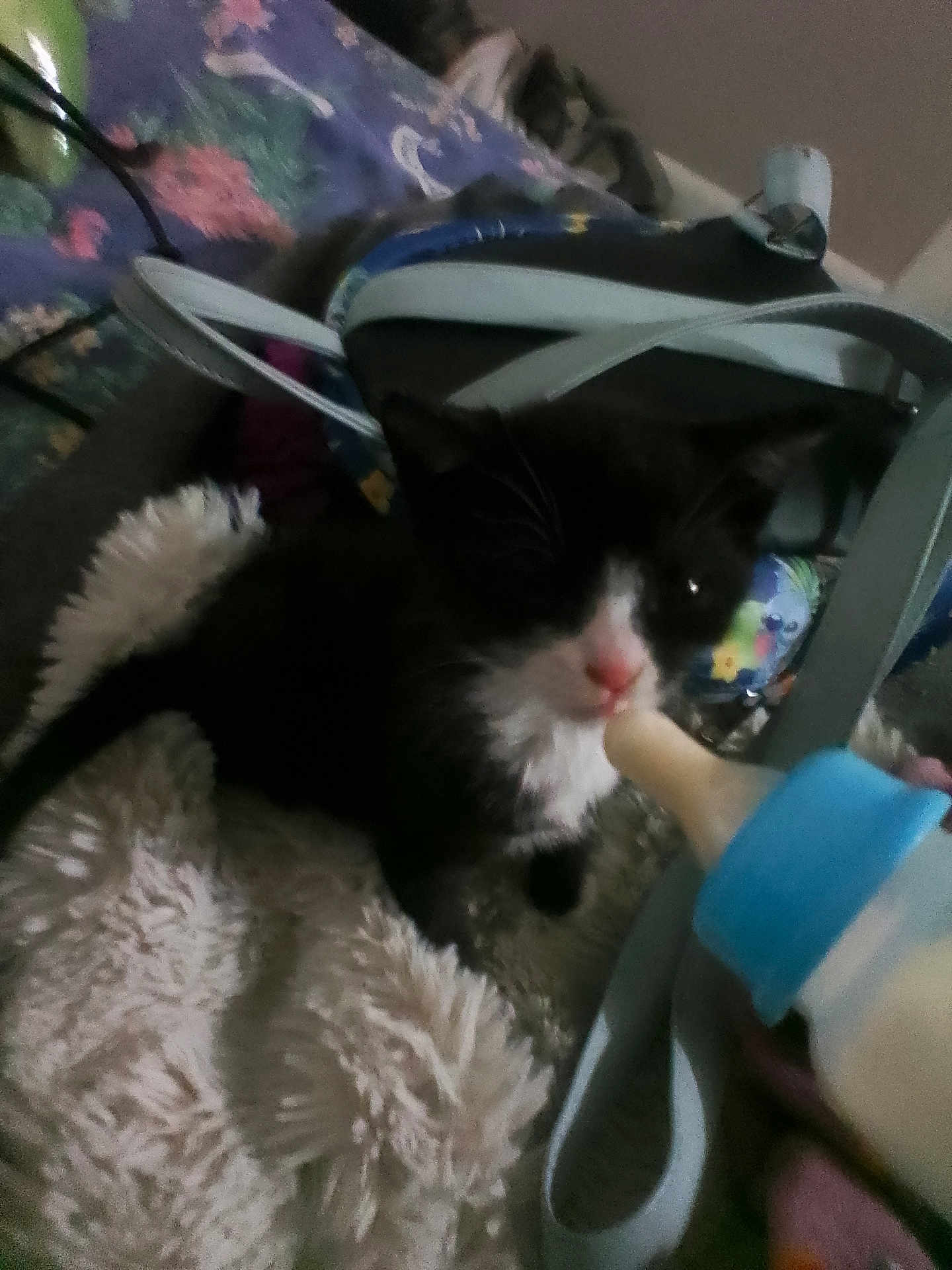 Miracle joined the competition — help win amazing prizes! kitten, black_and_white, baby_bottle, feeding, blanket, fur, indoor, pet, animal, cute, close_up, soft_texture, young, domestic, resting, small, mammal, whiskers, pink_nose, comfort