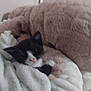 Miracle joined the competition — help win amazing prizes! kitten, cat, black_and_white, blanket, plush, teddy_bear, soft, cozy, sleeping, furry, indoor, cute, pet, resting, comfort, animal, fur, warm, snuggled, bed