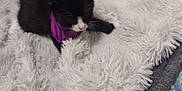 Miracle is registered to the contest to win money with this photo: kitten, black_and_white, purple_collar, fluffy_blanket, toy, brush, pet, small, cute, indoor, furry, animal, exploring, soft_texture, cozy, domestic, young, playful, resting, feline