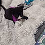 kitten, black_and_white, purple_collar, fluffy_blanket, toy, brush, pet, small, cute, indoor, furry, animal, exploring, soft_texture, cozy, domestic, young, playful, resting, feline