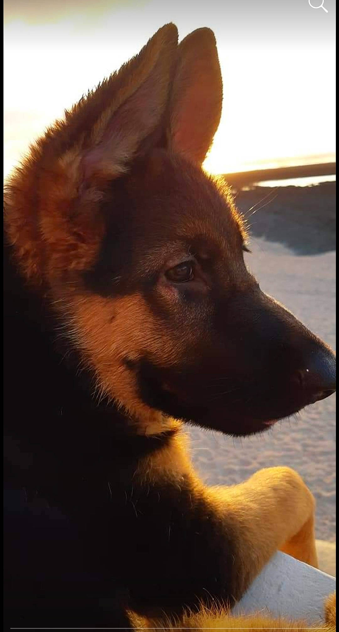 Iba participe au concours pour gagner de l'argent avec cette photo : art, canidae, carnivore, companion_dog, dog, dog_breed, fawn, fur, herding_dog, jaw, rectangle, sky, snout, sporting_group, terrestrial_animal, tints_and_shades, whiskers, wildlife, working_animal, working_dog