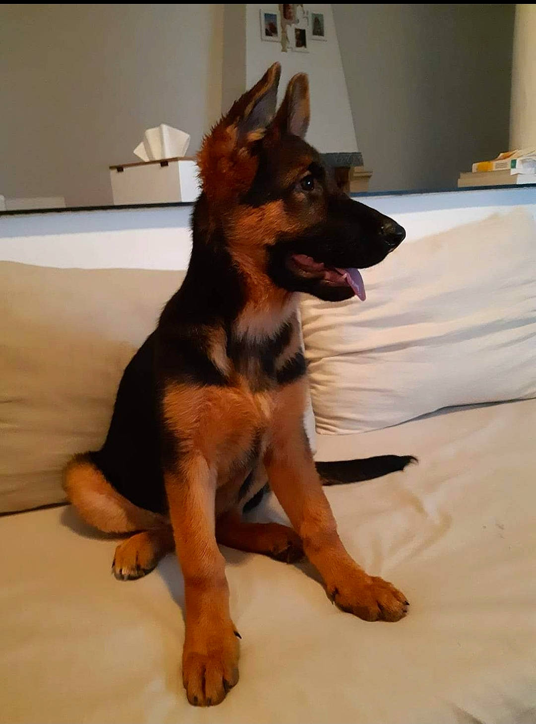 Iba a rejoint le concours — aidez-le/la à gagner de superbes lots ! balance, canidae, carnivore, companion_dog, dog, dog_breed, fawn, flooring, foot, fur, guard_dog, hardwood, king_shepherd, paw, snout, sporting_group, wood, working_animal, working_dog