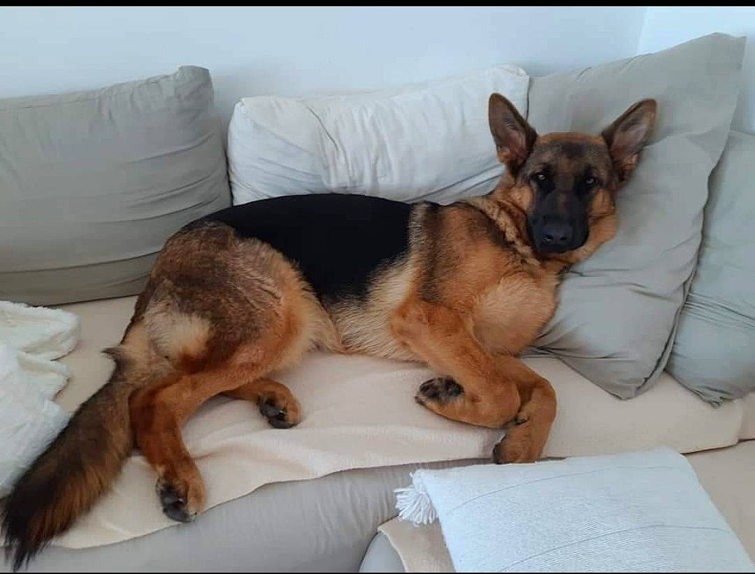 Iba participe au concours pour gagner de l'argent avec cette photo : canidae, carnivore, comfort, companion_dog, dog, dog_breed, dog_supply, ear, fawn, fur, german_shepherd_dog, king_shepherd, linens, nap, old_german_shepherd_dog, paw, snout, sporting_group, working_animal, working_dog