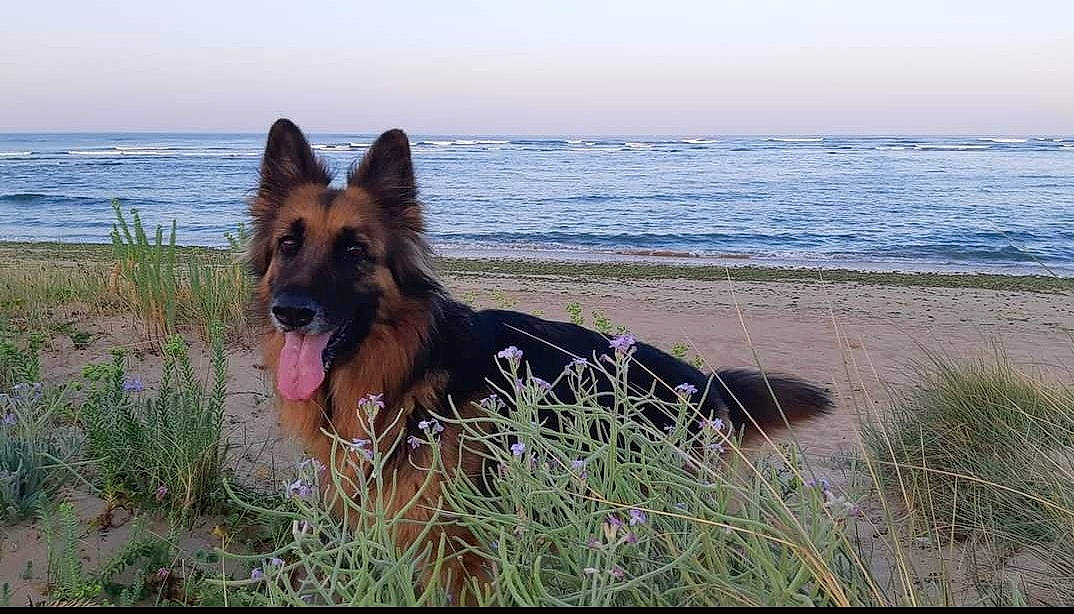 Ziva participe au concours pour gagner de l'argent avec cette photo : beach, canidae, carnivore, dog, dog_breed, east_european_shepherd, fawn, german_shepherd_dog, grass, herding_dog, king_shepherd, lake, old_german_shepherd_dog, plant, sky, sporting_group, water, wildlife, working_animal, working_dog
