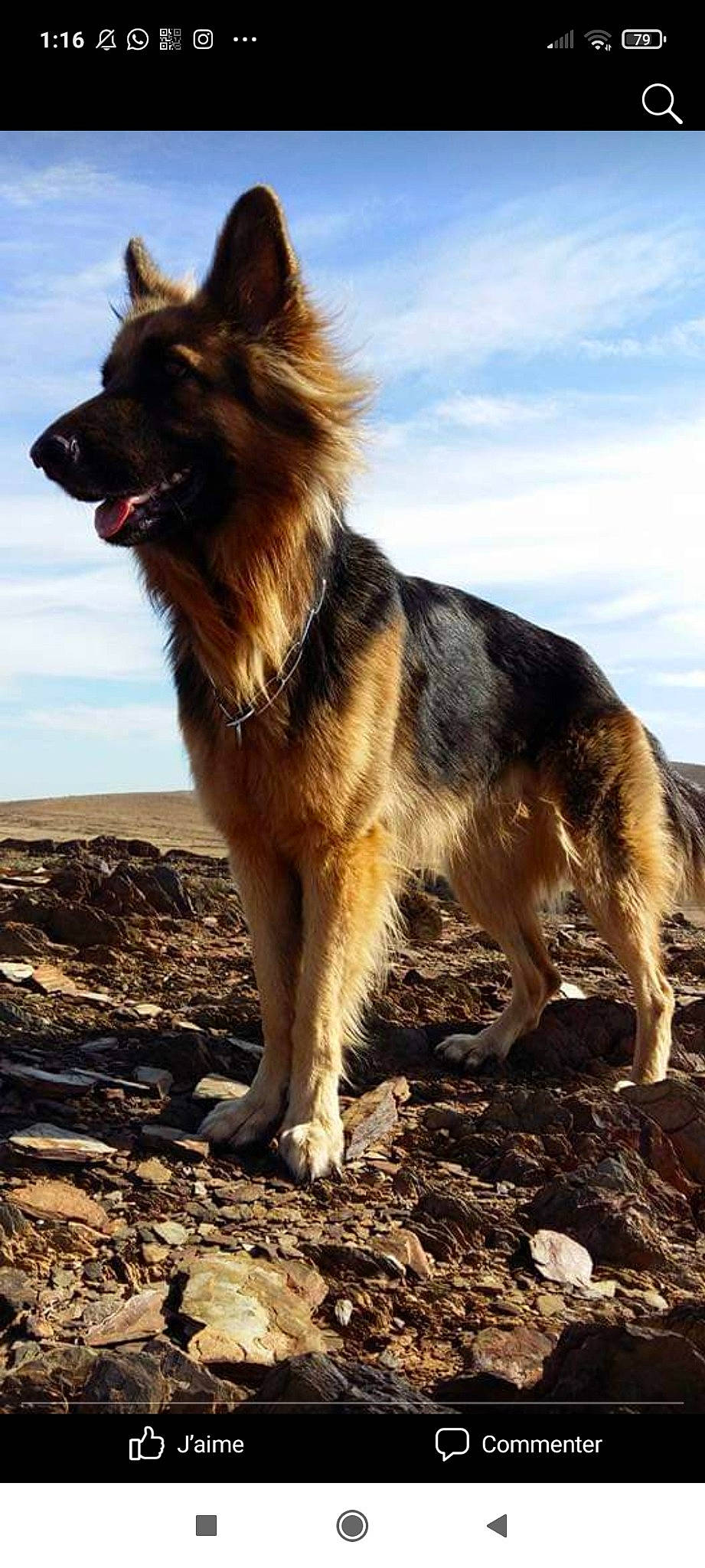 Ziva participe au concours pour gagner de l'argent avec cette photo : ancient_dog_breeds, canidae, carnivore, cloud, companion_dog, dog, dog_breed, east_european_shepherd, fawn, german_shepherd_dog, giant_dog_breed, herding_dog, old_german_shepherd_dog, sky, snout, soil, sporting_group, tail, terrestrial_animal, working_dog