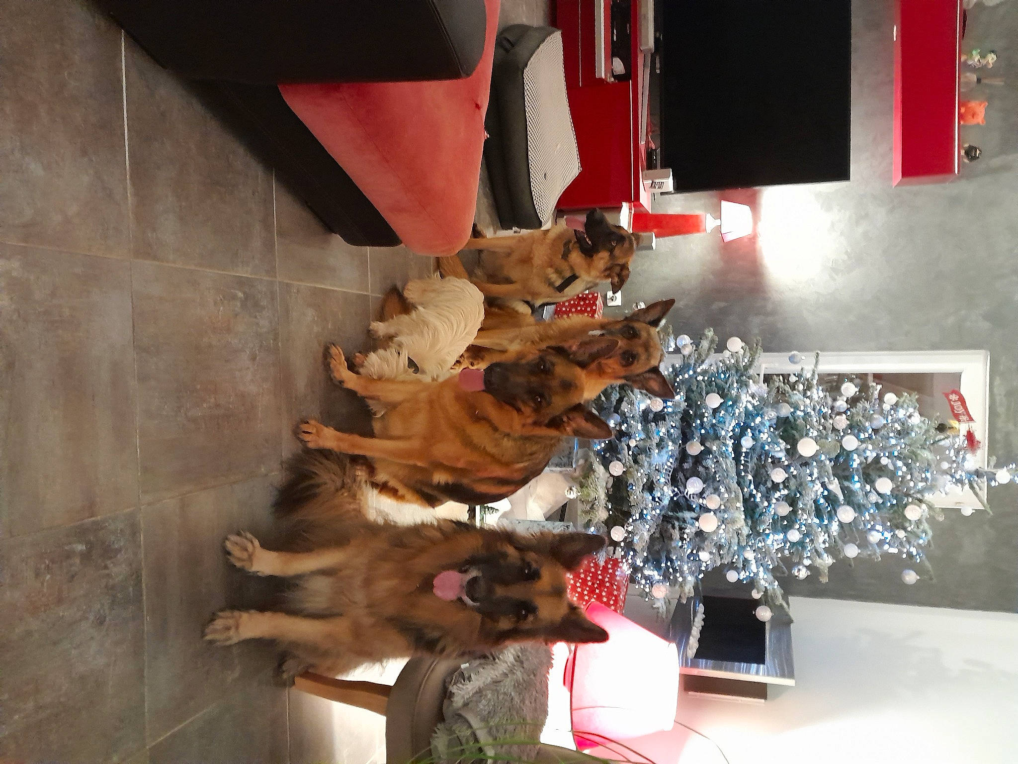 Ziva participe au concours pour gagner de l'argent avec cette photo : canidae, carmine, carnivore, christmas_decoration, christmas_ornament, christmas_tree, companion_dog, dog, dog_breed, event, fun, fur, fur_clothing, holiday, ornament, room, shelf, sporting_group, television, tree