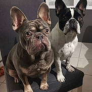 Rebel a rejoint le concours — aidez-le/la à gagner de superbes lots ! dog, french_bulldog, pet, indoor, chair, animal, canine, ears, face, sitting, looking, two_dogs, floor, tile_floor, furniture, companion, domestic_animal, cute, portrait, attention