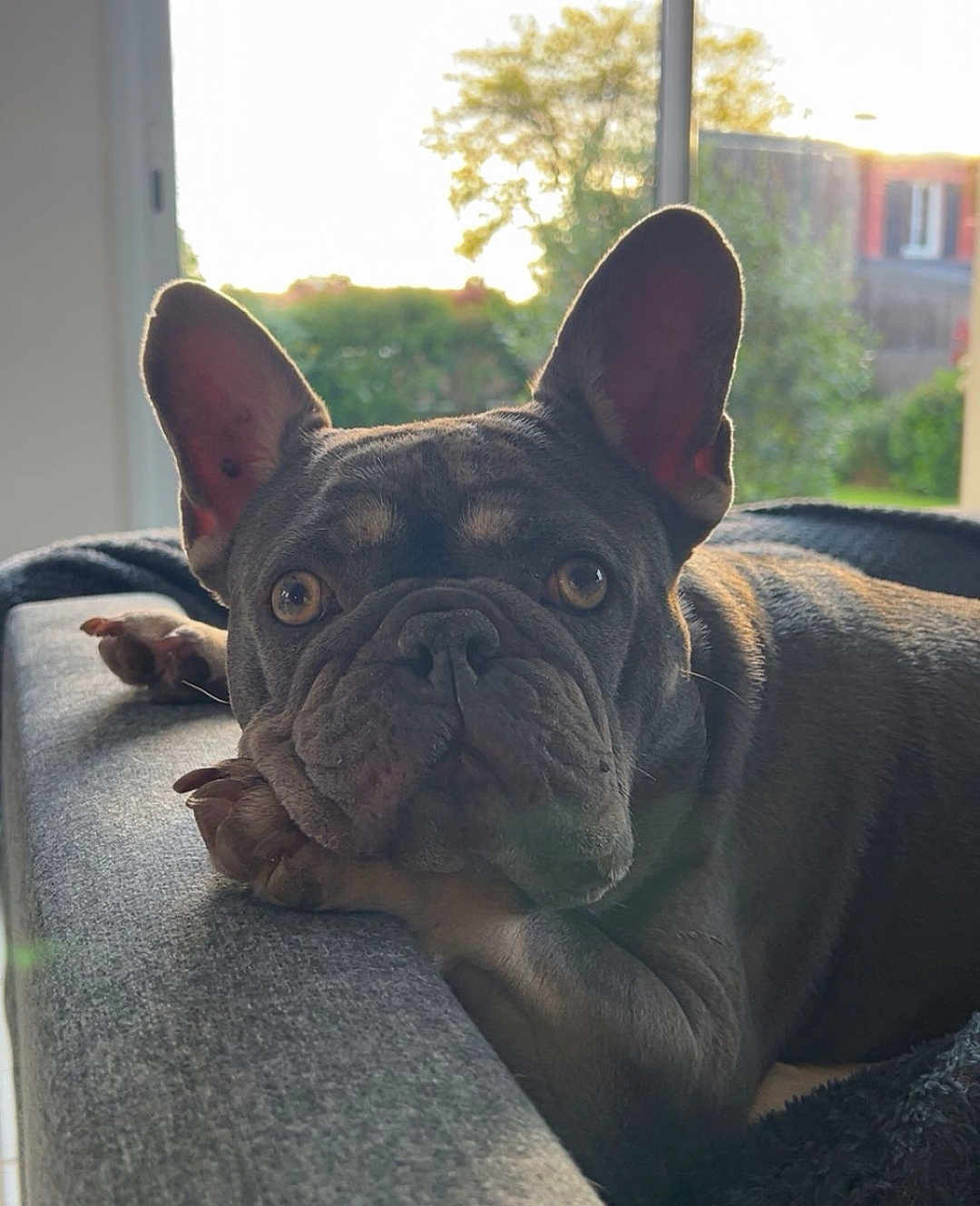 Rebel participe au concours pour gagner de l'argent avec cette photo : dog, french_bulldog, pet, indoor, couch, relaxed, ears, fur, window, natural_light, animal, close_up, face, portrait, laying_down, home, cozy, curious, paw, resting