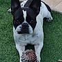 dog, french_bulldog, pine_cone, grass, outdoor, pet, animal, black_and_white, ears, paws, lying_down, curious, face, canine, nature, tile_floor, domestic_animal, close_up, looking, playful