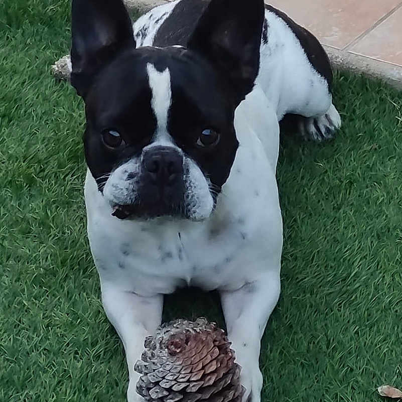 Nikita a rejoint le concours — aidez-le/la à gagner de superbes lots ! animal, black_and_white, canine, close_up, curious, dog, domestic_animal, ears, face, french_bulldog, grass, looking, lying_down, nature, outdoor, paws, pet, pine_cone, playful, tile_floor