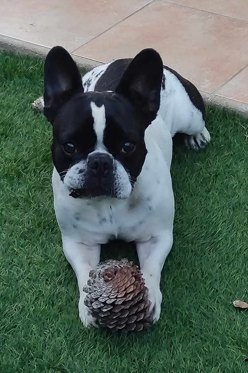 Nikita a rejoint le concours — aidez-le/la à gagner de superbes lots ! dog, french_bulldog, pine_cone, grass, outdoor, pet, animal, black_and_white, ears, paws, lying_down, curious, face, canine, nature, tile_floor, domestic_animal, close_up, looking, playful