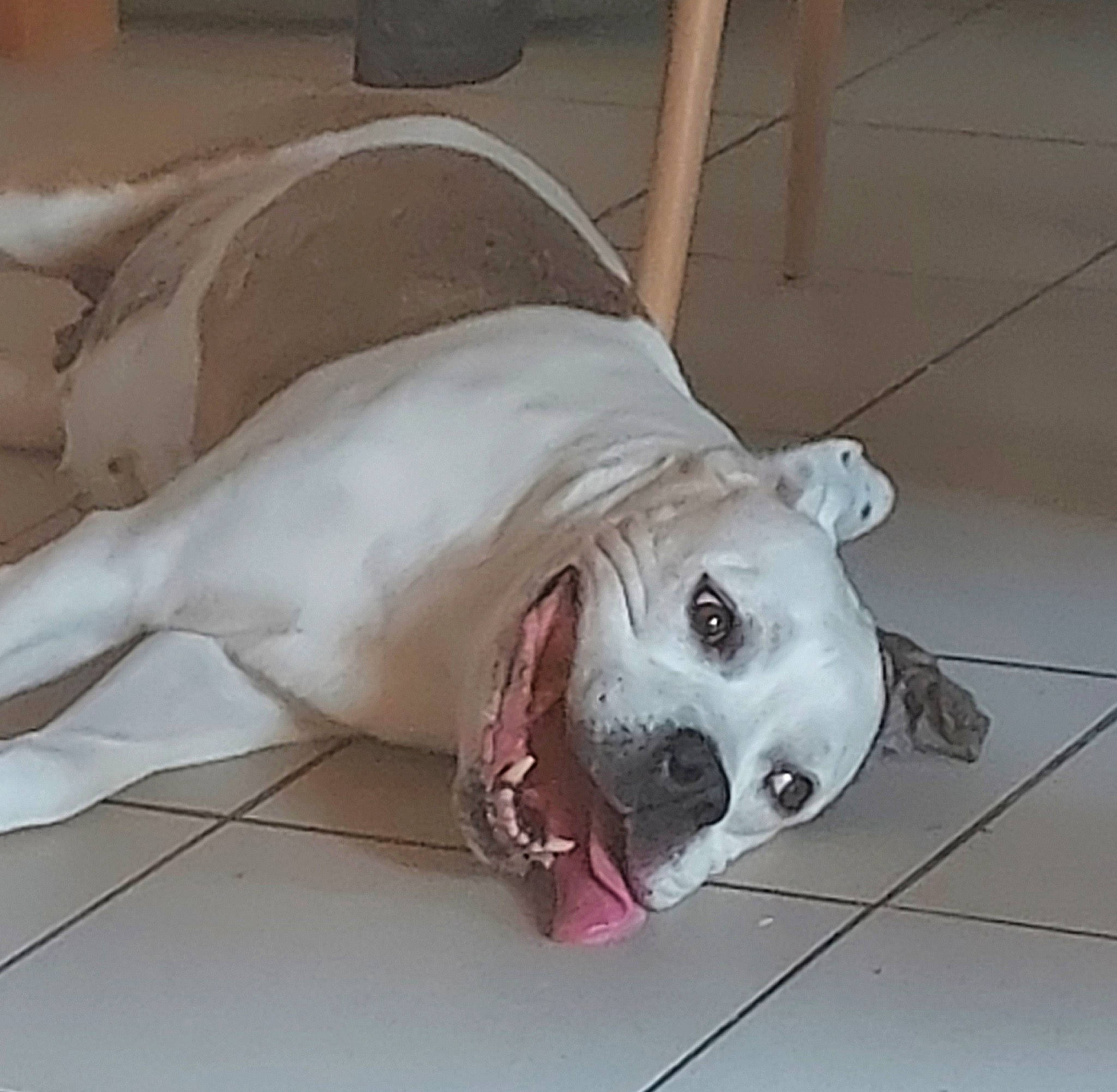 Golda a rejoint le concours — aidez-le/la à gagner de superbes lots ! canidae, carnivore, collar, comfort, companion_dog, dog, dog_breed, dog_supply, fang, fawn, flooring, fur, paw, pet_supply, snout, sporting_group, tail, terrestrial_animal, whiskers, working_animal