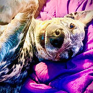 Hugo Stone joined the competition — help win amazing prizes! dog, pet, smiling, lying_down, blanket, purple, fur, playful, close_up, cozy, relaxed, cute, animal, indoor, face, ears, teeth, whiskers, snout, happy