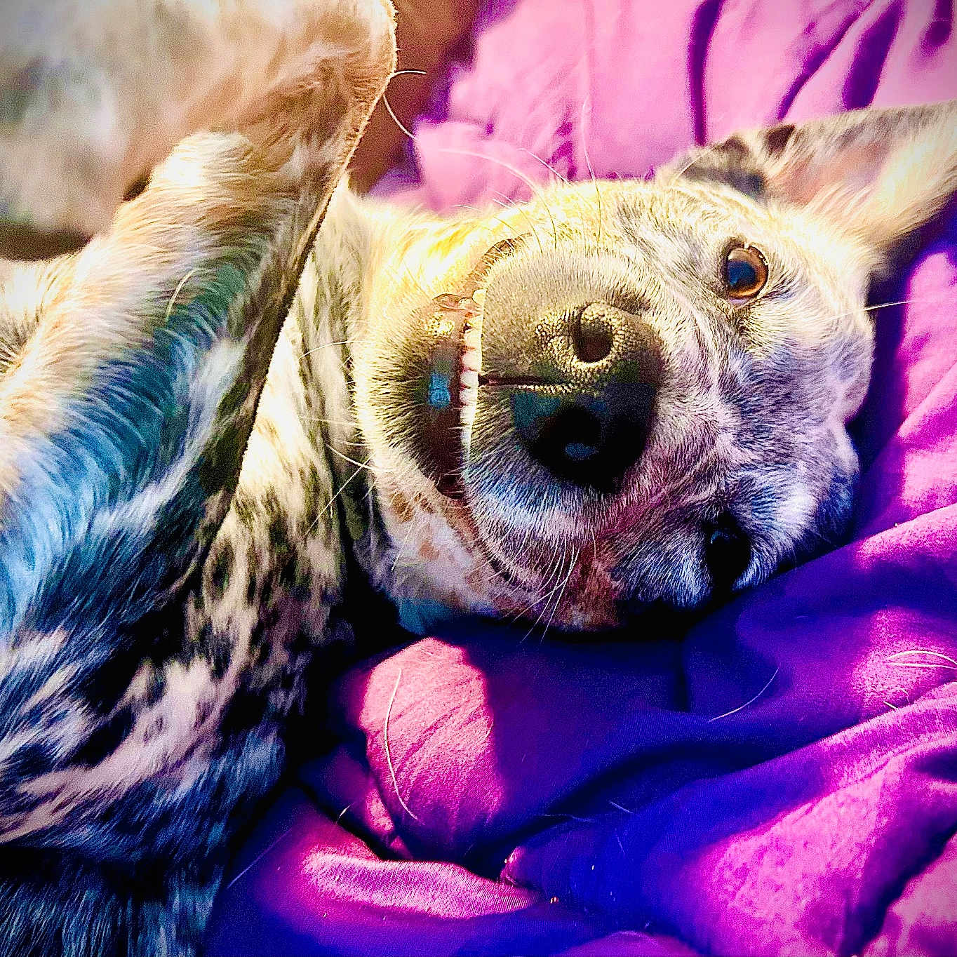 Hugo Stone joined the competition — help win amazing prizes! animal, blanket, close_up, cozy, cute, dog, ears, face, fur, happy, indoor, lying_down, pet, playful, purple, relaxed, smiling, snout, teeth, whiskers