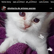 Shiva participe au concours pour gagner de l'argent avec cette photo : app_ui, cat, close_up, cozy, cute, domestic_animal, eyes, indoor, instagram_screenshot, kitten, nose, paws, pet, profile_picture, purple_blanket, soft_texture, story_icons, towel, watermark, whiskers