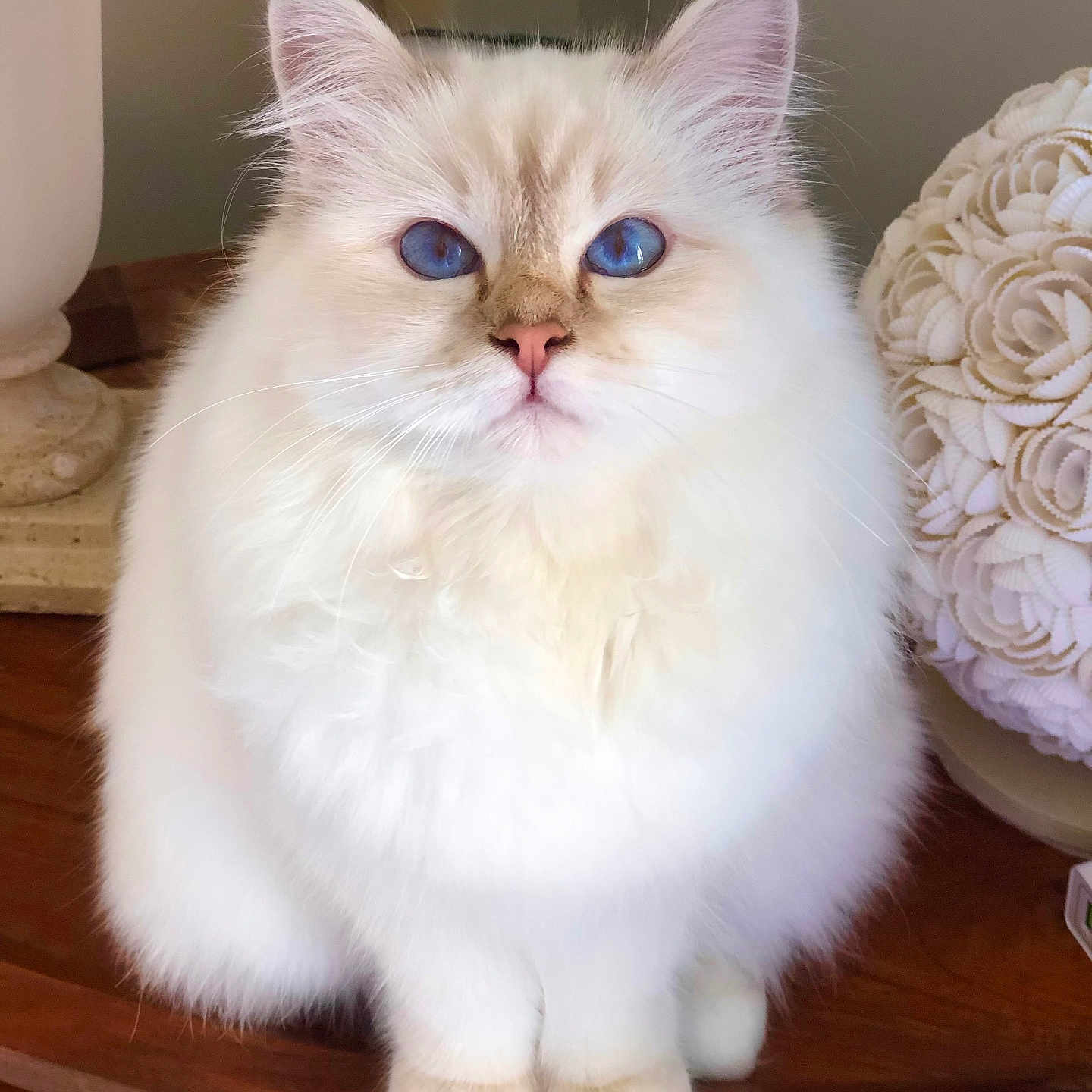 Shiva a rejoint le concours — aidez-le/la à gagner de superbes lots ! blue_eyes, cat, close_up, cute, decorative_ball, domestic_cat, ears, fluffy, fur_texture, gazing, home_decor, indoor, lamp_base, paws, pink_nose, portrait, sitting, whiskers, white_fur, wooden_table