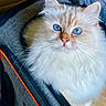 blue_eyes, carrier_bag, cat, close_up, cozy, cream_fur, ears, eye_contact, fluffy, indoor, long_hair, pet, pink_nose, portrait, sitting, soft_texture, staring, whiskers, white_fur, zipper