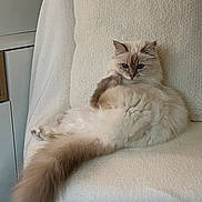 Shiva a rejoint le concours — aidez-le/la à gagner de superbes lots ! blue_eyes, cat, couch, cozy, cream_color, cushion, feline, fluffy, fur, furniture, home_interior, indoor, long_tail, paw, pet, pillow, portrait, relaxed, sitting, whiskers