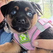 Mocha joined the competition — help win amazing prizes! puppy, dog, blue_eyes, pink_harness, close_up, cute, pet, animal, person, hand, nature, outdoor, trees, love, support, portrait, furry, adorable, young, canine