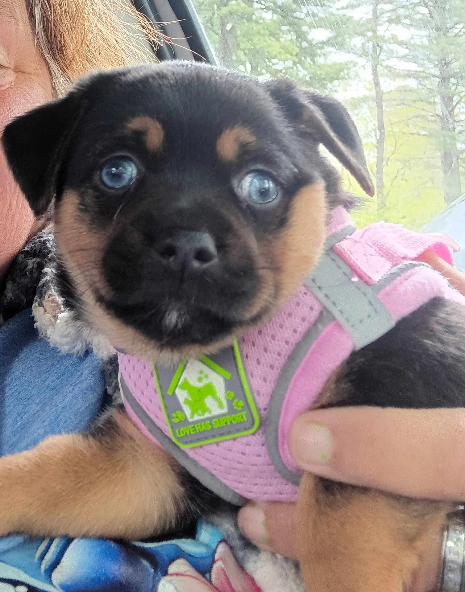 Mocha joined the competition — help win amazing prizes! puppy, dog, blue_eyes, pink_harness, close_up, cute, pet, animal, person, hand, nature, outdoor, trees, love, support, portrait, furry, adorable, young, canine