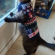 Miaousscley participe au concours pour gagner de l'argent avec cette photo : accessories, animal, box, cat, clothing, couch, furniture, hat, homedecor, hoodie, kitten, knitwear, linen, pet, scarf, strap, sweater, sweatshirt, window, wood