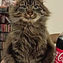 animal, architecture, beverage, bookcase, bottle, building, cat, coke, couch, furniture, indoors, kitten, livingroom, manx, pet, room, shelf, soda, tin, wood