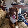 animal, blanket, brick_fireplace, brown_dog, couch, cozy, decor, dog, floral_arrangement, furniture, home, indoor, lamp, living_room, pet, relaxed, shelf, ship_model, tongue_out, white_paws