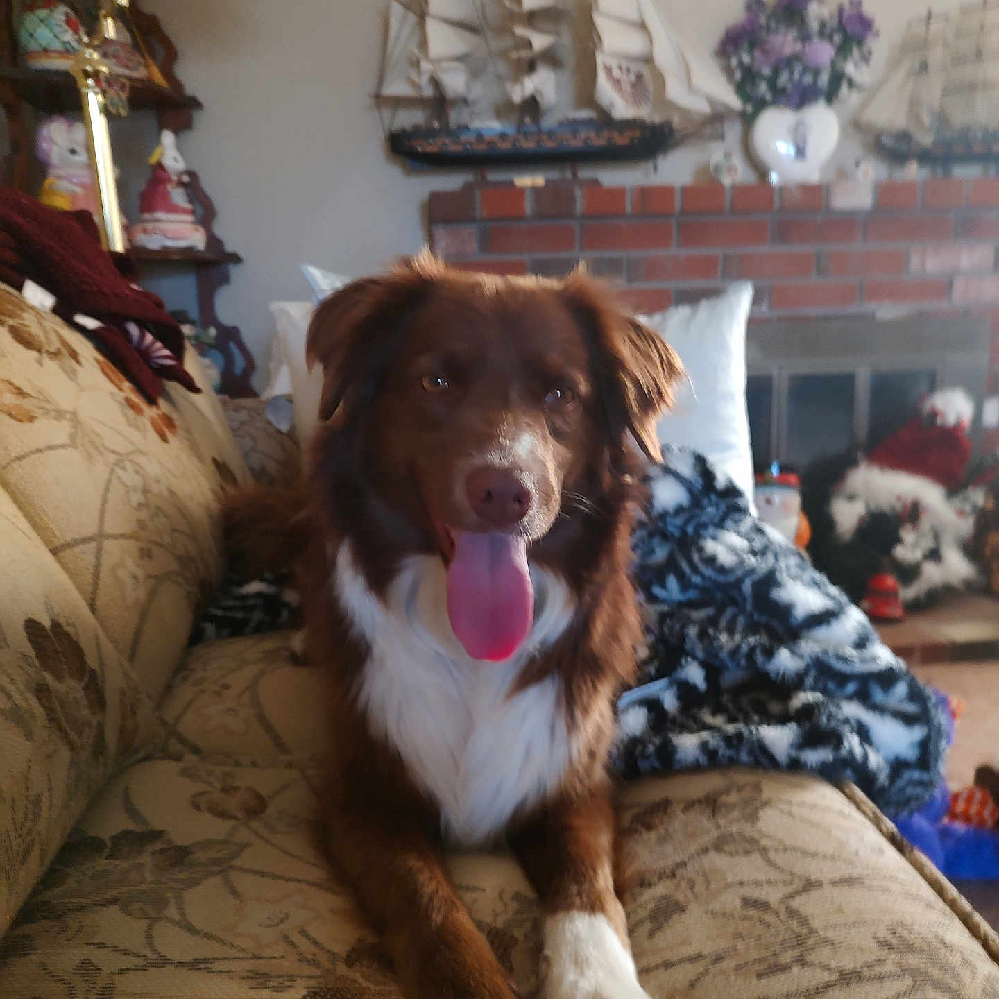 Bear