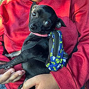 Posey joined the competition — help win amazing prizes! affection, alien_pattern, animal, backpack, black_dog, close_up, colorful_backpack, companion, cozy, cute, dog, hand, natural_light, outdoor, person, pet, portrait, red_hoodie, small_dog, smiling